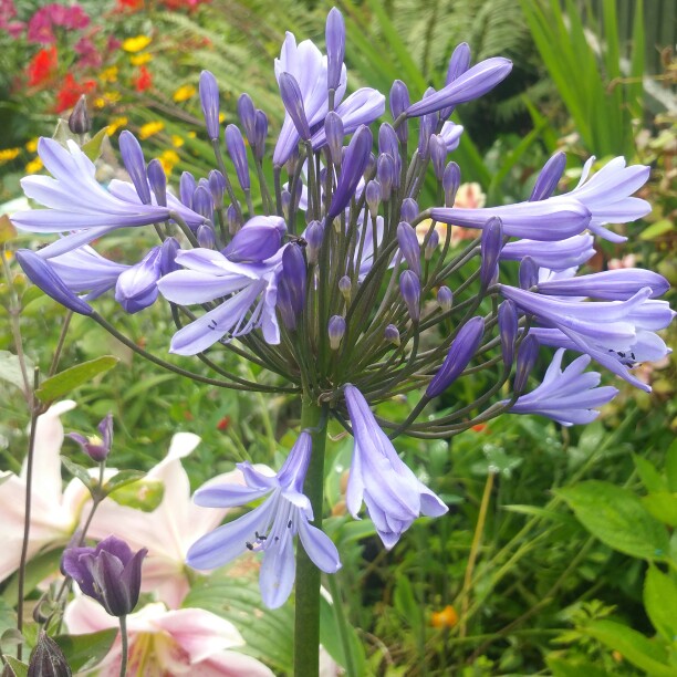 Agapanthus 'Blue Peter'