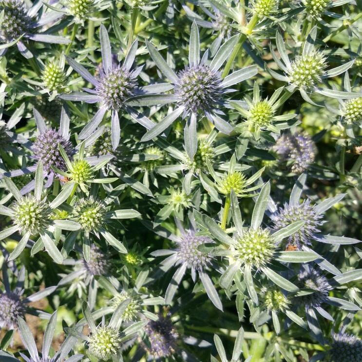 Plant image Eryngium planum 'Blue Hobbit'