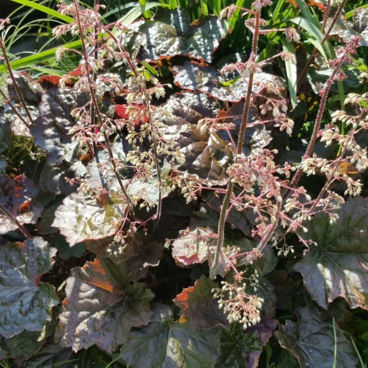 Plant image Heuchera villosa 'Palace Purple' syn. Heuchera sanguinea 'Palance Purple', Heuchera micrantha 'Palace Purple'