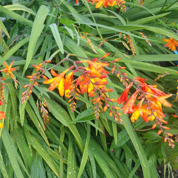 plant image 180729