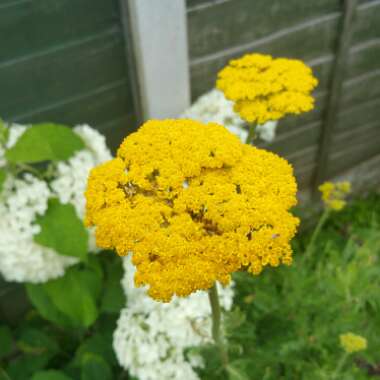 Achillea filipendulina