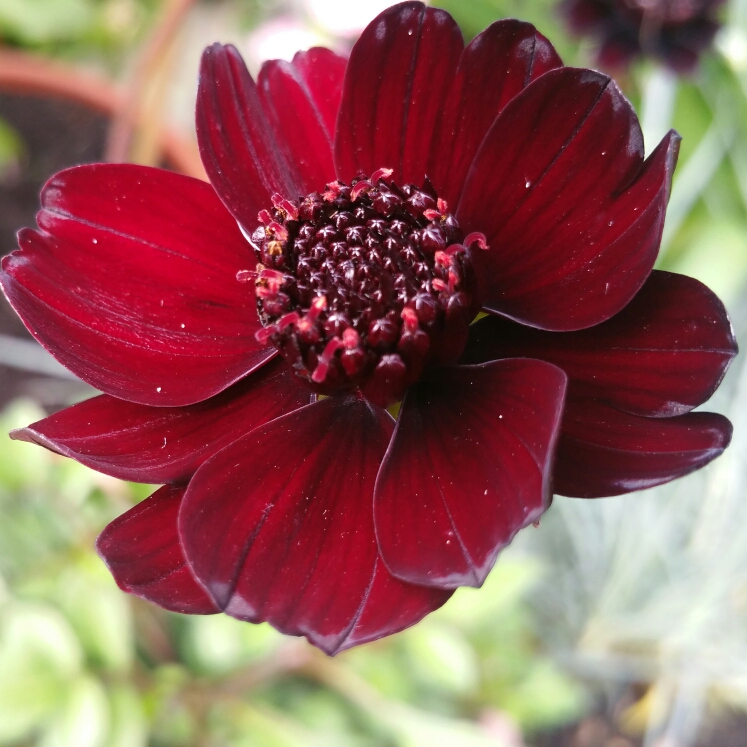 Cosmos atrosanguineus syn. Bidens atrosanguinea, Cosmos atrosanguineus ...