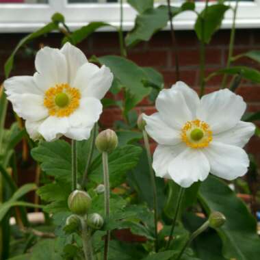 Anemone x hybrida 'Honorine Jobert'