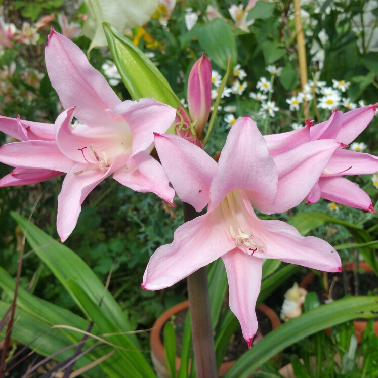 plant image 228412