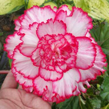 Begonia tuberhybridia 'Picotee - White And Pink'