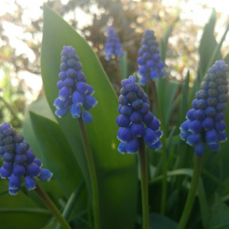 Plant image Muscari armeniacum