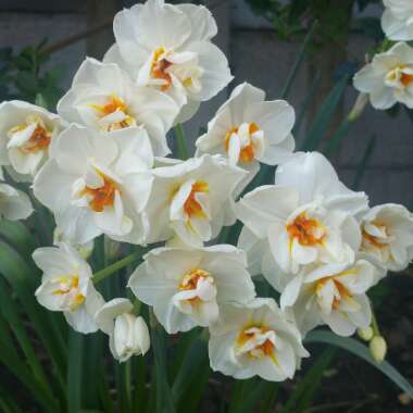 Narcissus 'Bridal Crown'