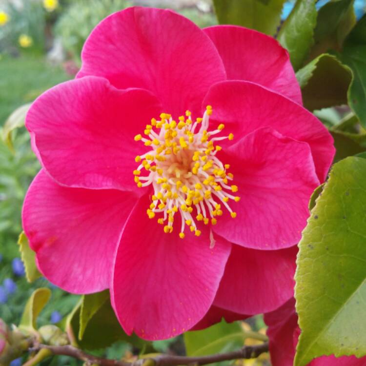 Plant image Camellia japonica 'Doctor King'