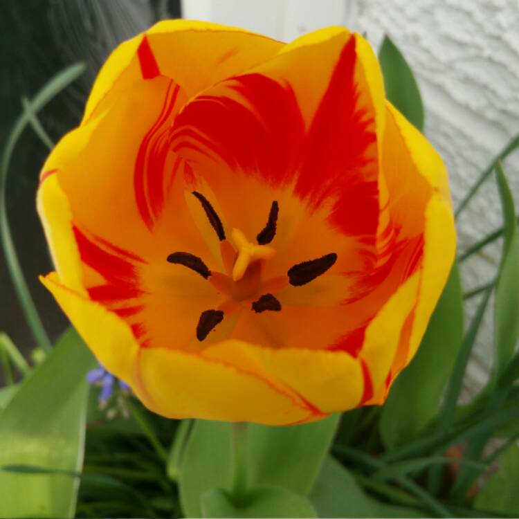 Plant image Tulipa 'Olympic Flame'