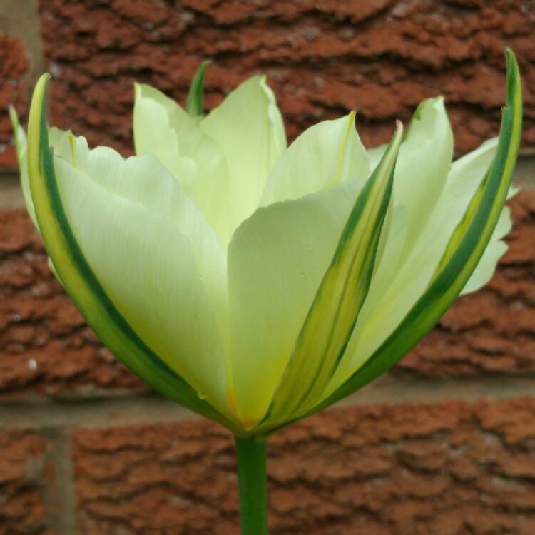 plant image 344932 plant image 344932