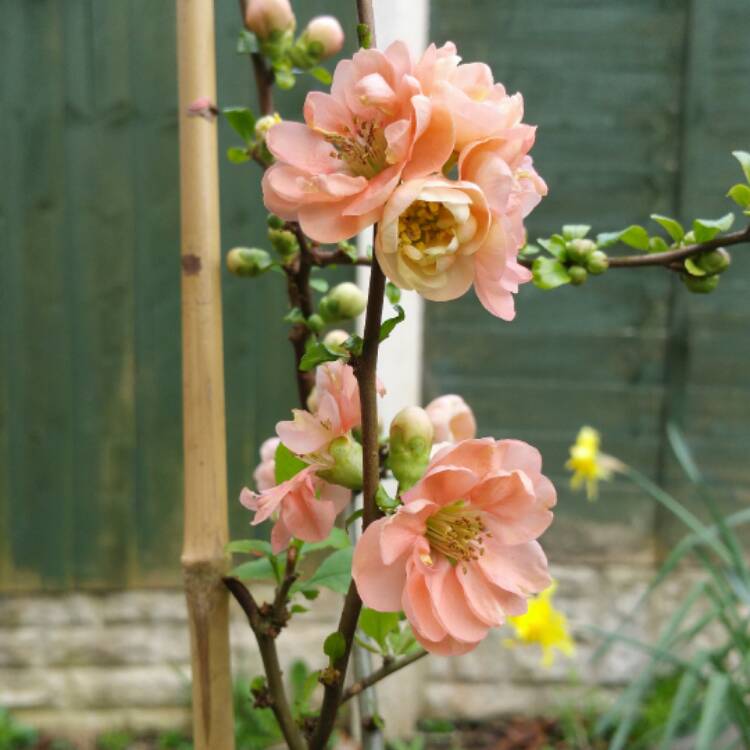 Plant image Chaenomeles speciosa 'Geisha Girl' syn. Chaenomeles japonica 'Geisha Girl'