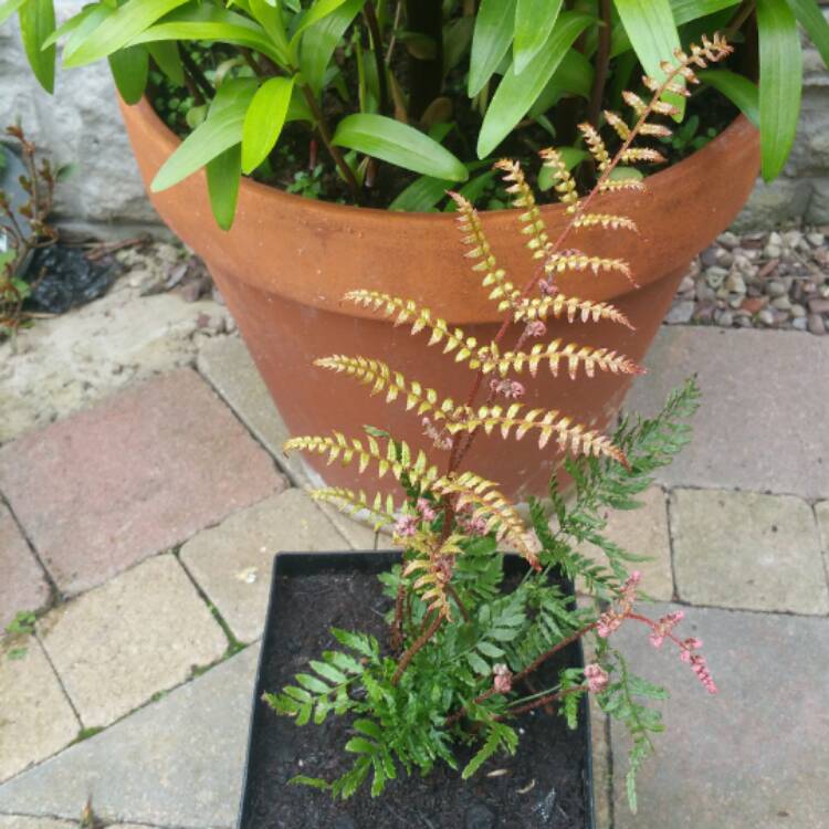 Plant image Dryopteris Erythrosora var. 'Prolifica'