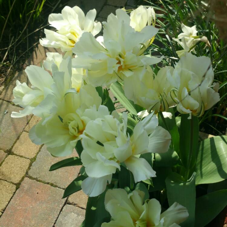 Plant image Tulipa 'Exotic Emperor'