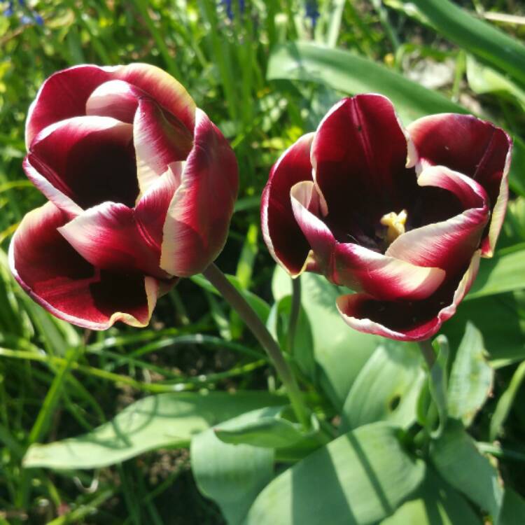 Plant image Tulipa 'Jackpot'