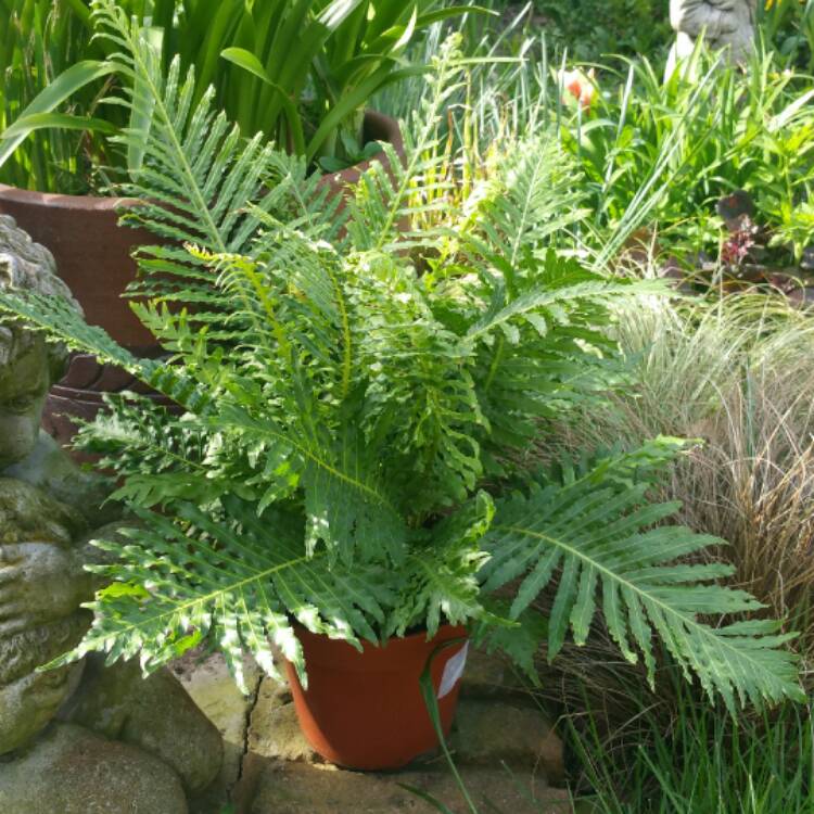 Plant image Blechnum Gibbum 'Silver Lady'