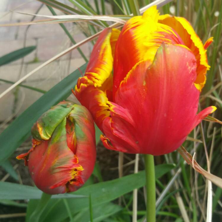 Plant image Tulipa 'Bright Parrot'