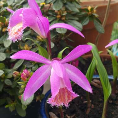 Pleione Formosana