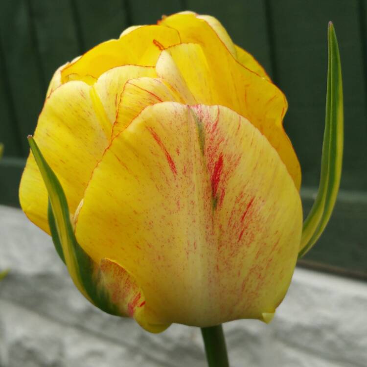 Plant image Tulipa 'Akebono'