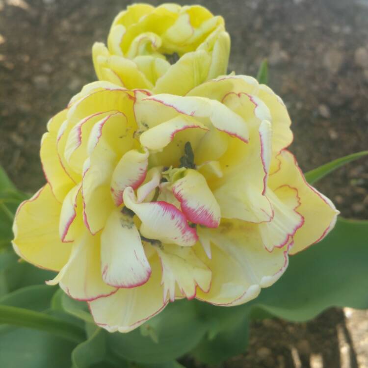 plant image 370018