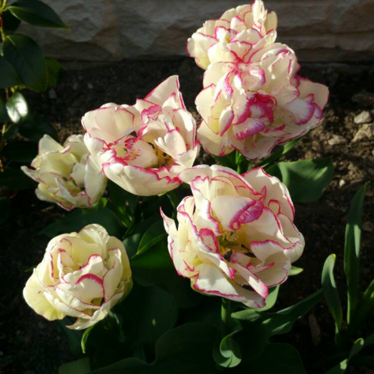 plant image 375373