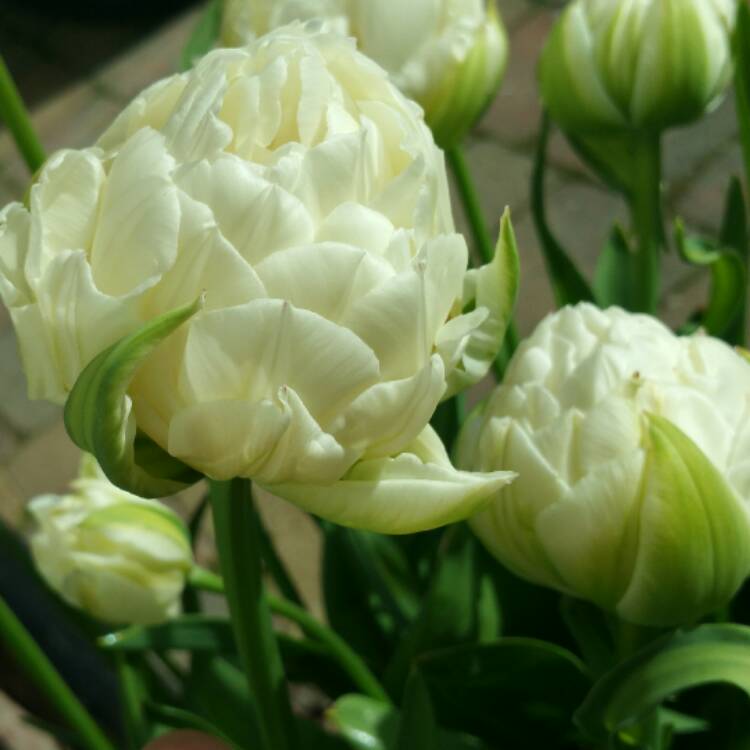 plant image 376381