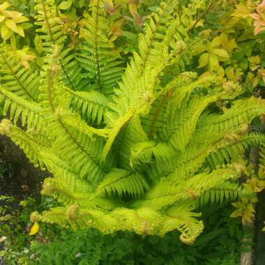 Dryopteris filix-mas