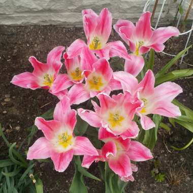 Tulipa 'Holland Chic'