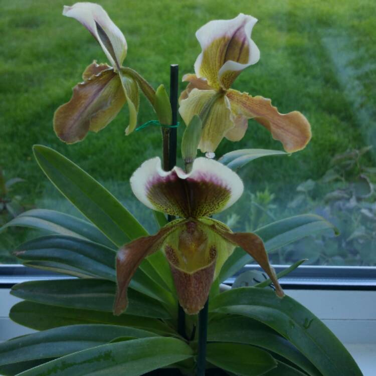 plant image 386619