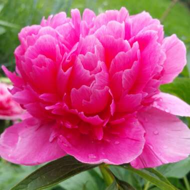 Paeonia officinalis 'Rubra Plena'