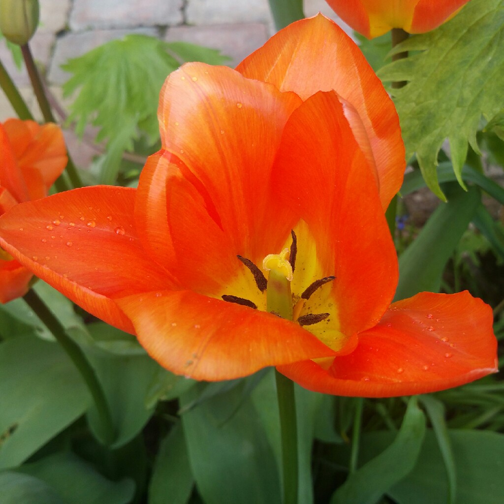 plant image 41318