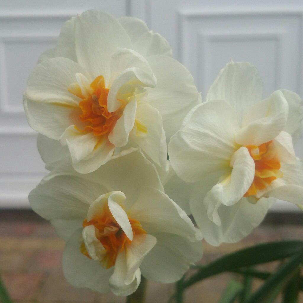 plant image 42352