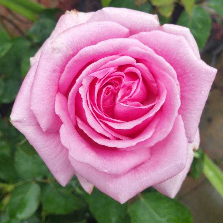plant image 426595