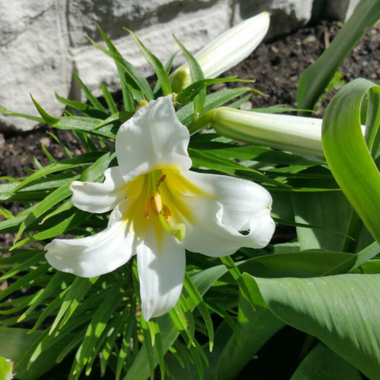 plant image 437111