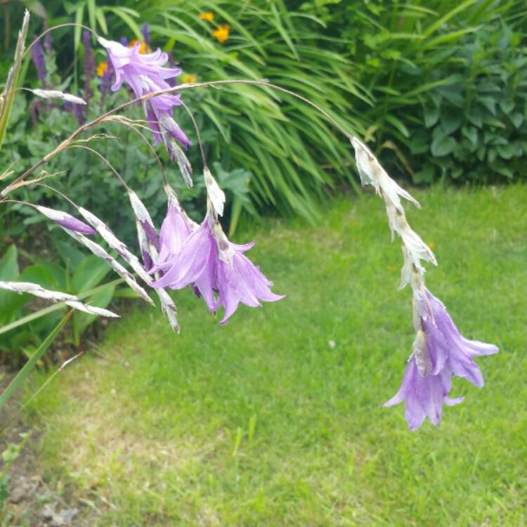 plant image 448715 plant image 448715