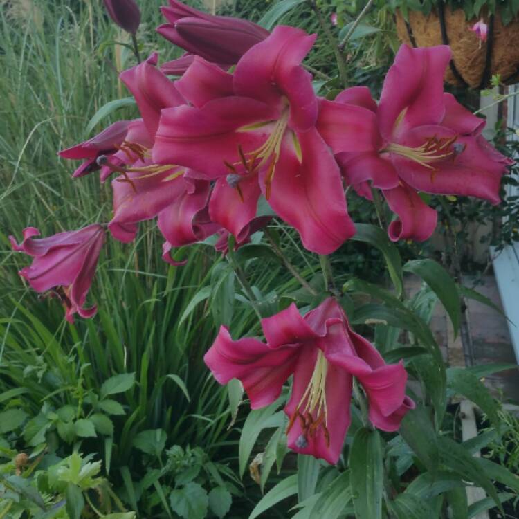 plant image 482329