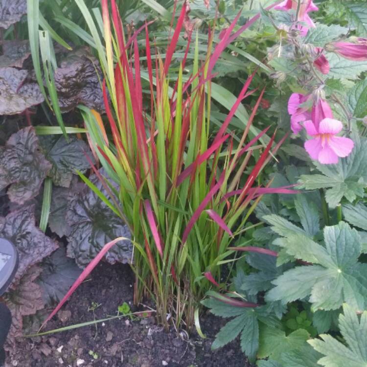 plant image 483362 plant image 483362
