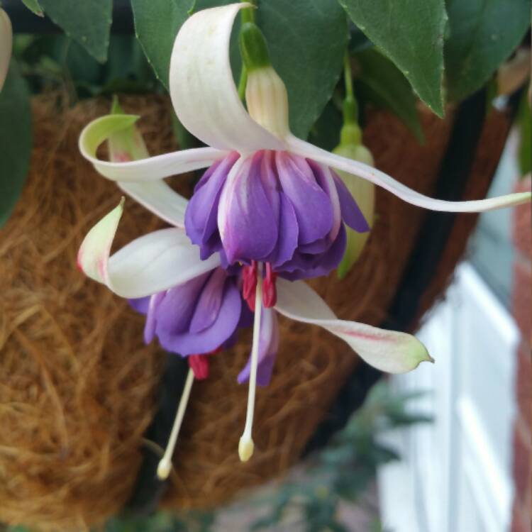 Plant image Fuchsia 'Blue Angel'
