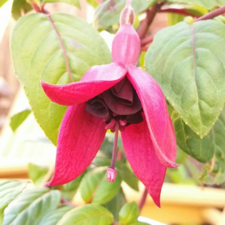 Plant image Fuchsia 'Blackie'