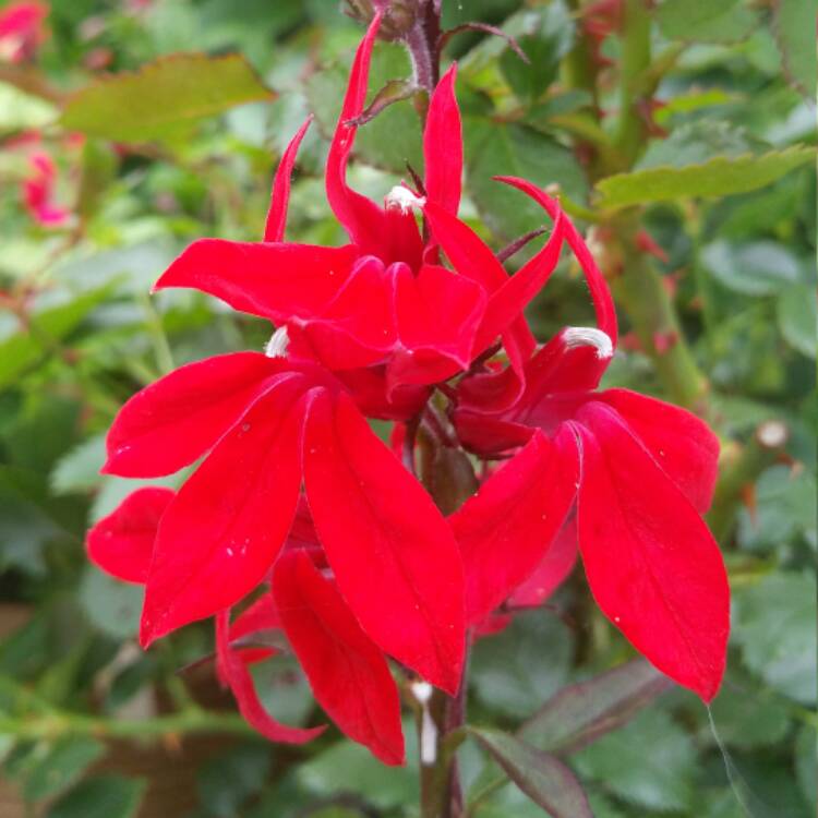Plant image Lobelia x speciosa 'Fan Scarlet'