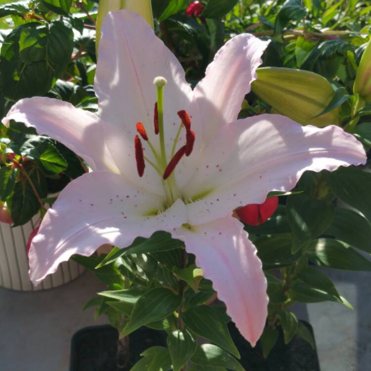 Plant image Lilium 'Zora' syn. Lilium 'Brasilia'