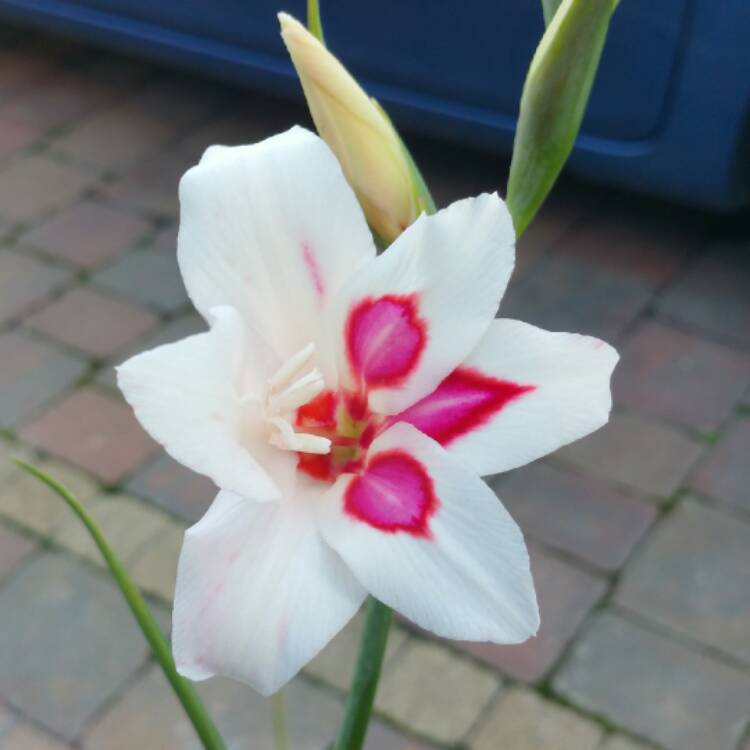 Plant image Gladiolus 'Prins Claus'