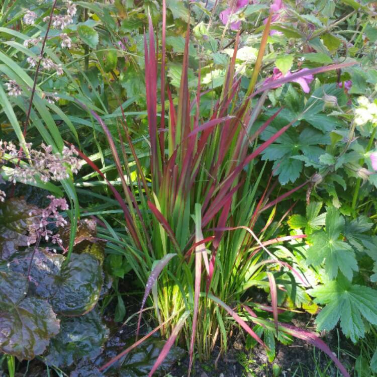 plant image 521418 plant image 521418