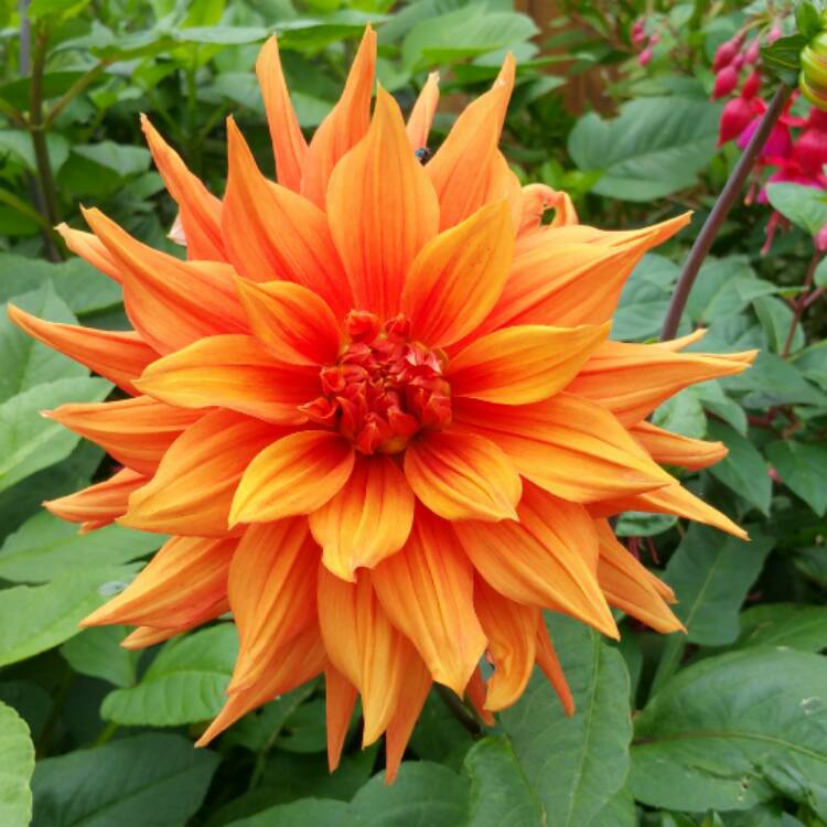 plant image 546717