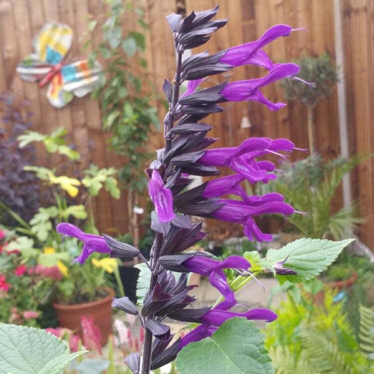 plant image 551438