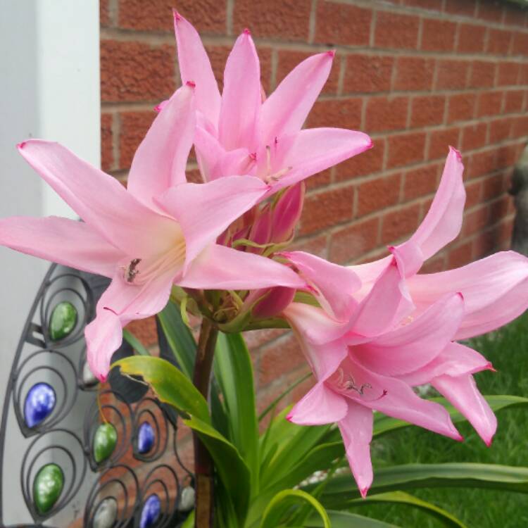 plant image 561932