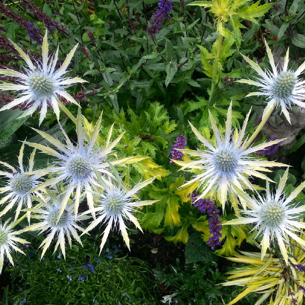 plant image 57691