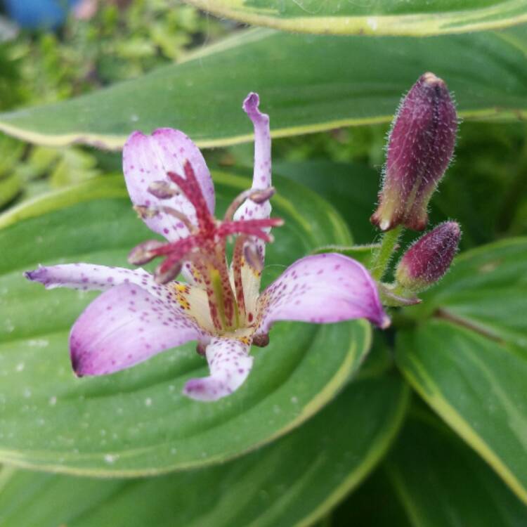 Plant image Tricyrtis formosana 'Pink Freckles'