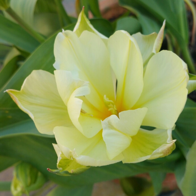 plant image 640526 plant image 640526
