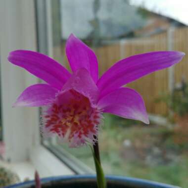 Pleione Formosana