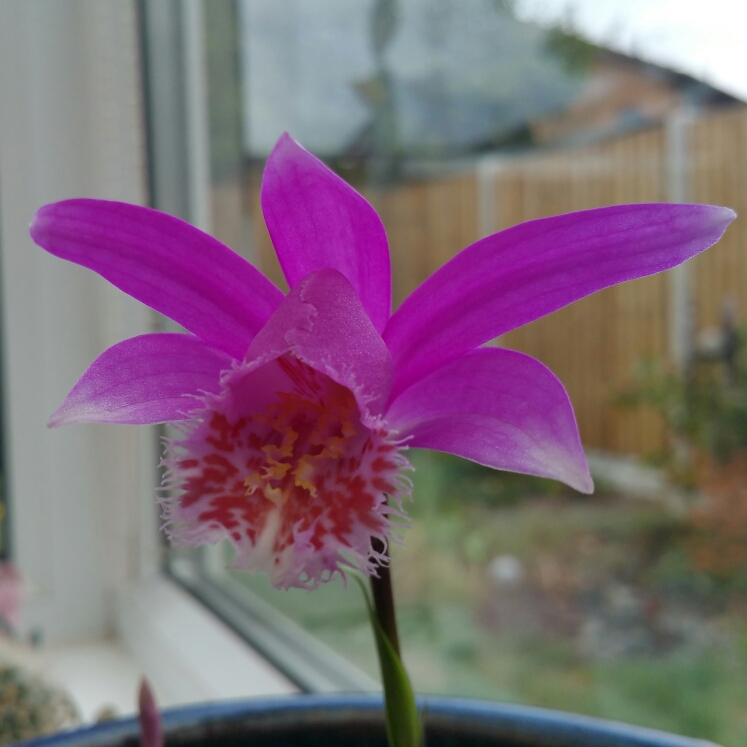 plant image 645110 plant image 645110